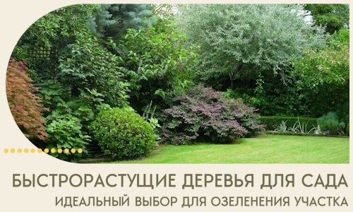Быстрорастущие деревья для сада идеальный выбор в Дедовске
