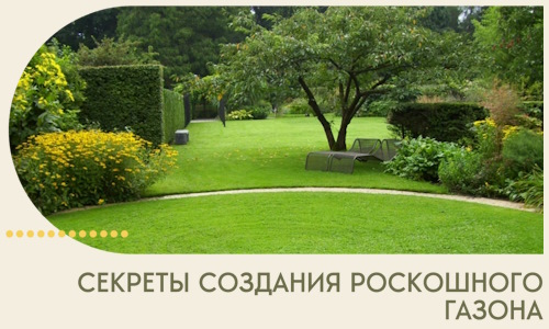 Секреты создания роскошного газона в Дедовске